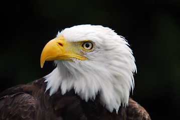 Image showing American Bald Eagle (Haliaeetus leucocephalus)