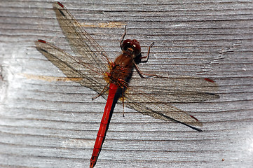 Image showing Common Darter (Sympetrum striolatum)