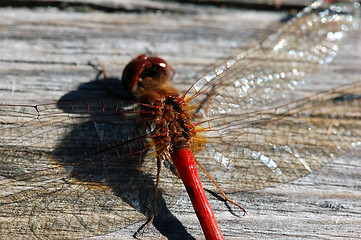 Image showing Common Darter (Sympetrum striolatum)