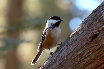 Image showing Black-capped Chickadee (Poecile atricapillus)