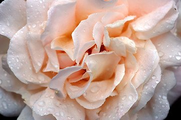Image showing Roses and water