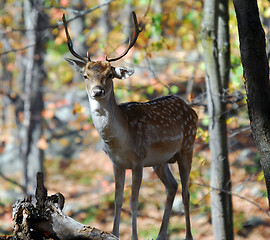 Image showing Fallow Deer (Dama dama)