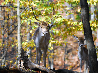 Image showing Fallow Deer (Dama dama)