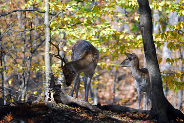 Image showing Fallow Deer (Dama dama)