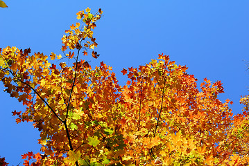 Image showing An autumn's tree