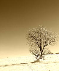 Image showing Winter tree