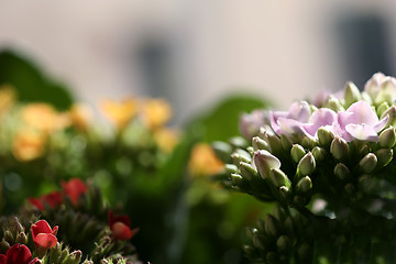 Image showing Beautiful wild flower.