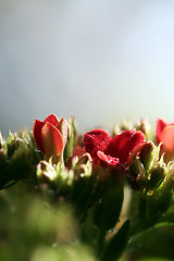 Image showing Beautiful wild flower.