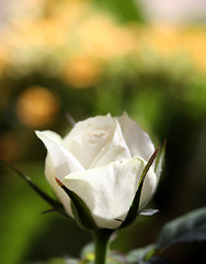 Image showing White rose