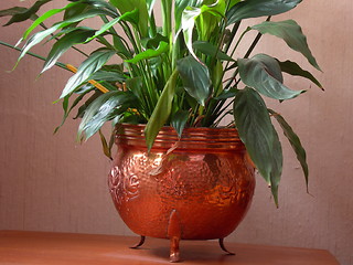 Image showing Plant