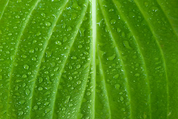 Image showing Leaf