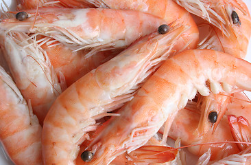 Image showing Fresh prawns