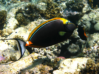 Image showing Orangespine unicornfish