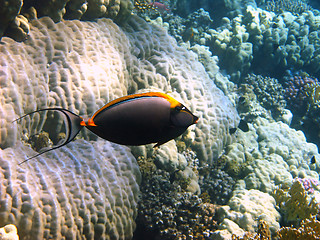 Image showing Orangespine unicornfish and coral reef