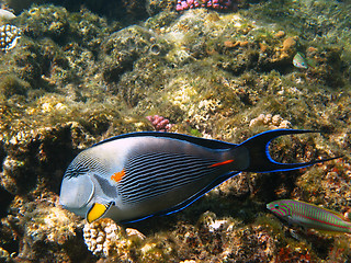 Image showing Sohal surgeonfish and reef