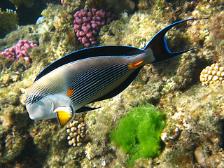 Image showing Sohal surgeonfish in Red sea