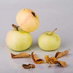 Image showing Three small apples and dried up leaves