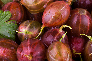 Image showing Gooseberries macro