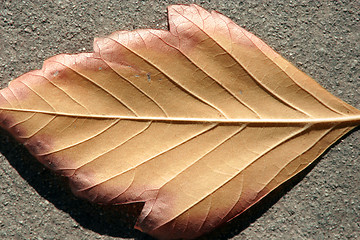 Image showing Up Close and Leaf