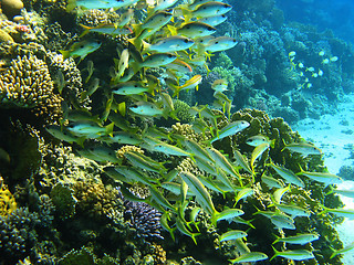 Image showing Yellowfin goatfish and dory snapper