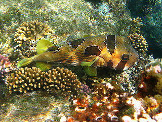 Image showing Black-blotched porcupinefish and coral