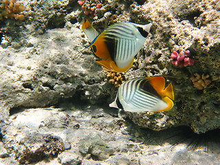 Image showing Threadfin butterflyfishes