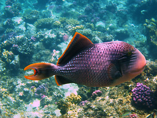 Image showing Yellowmargin triggerfish