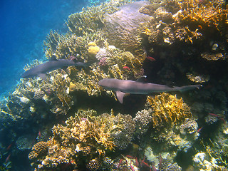 Image showing Whitetip reef sharks and coral reef