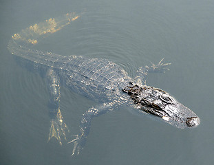 Image showing Alligator