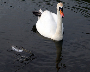 Image showing Swan And A Feather