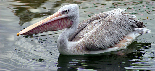 Image showing Pelican