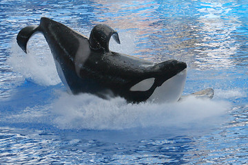 Image showing Whale Splash