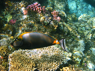 Image showing Orangespine unicornfish and reef