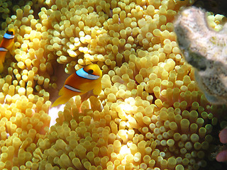 Image showing Sea anemones and two-banded clownfish