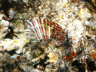 Image showing Thorny scallop