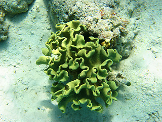 Image showing Toadstool mushroom leather coral