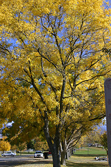 Image showing Trees in the Park