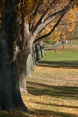 Image showing Tree and a Park