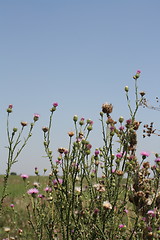 Image showing musk thistle