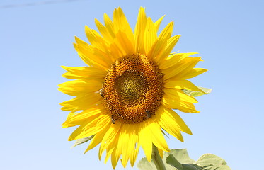 Image showing sunflower