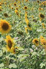 Image showing sunflower field