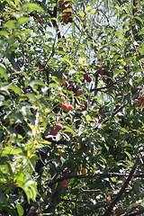 Image showing cherry plum