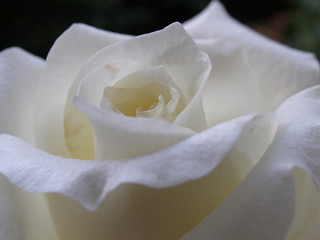 Image showing rose