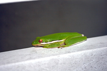 Image showing Frog