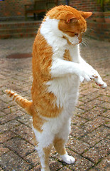 Image showing Cat on Two Legs