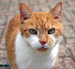 Image showing Cat