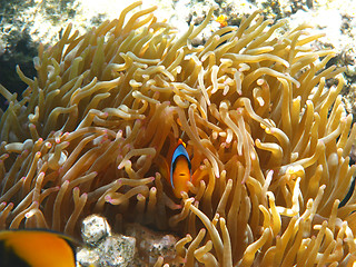 Image showing Two-banded clownfish and sea anemones