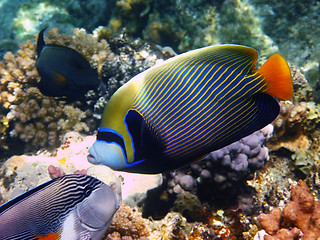 Image showing Emperor angelfish and reef
