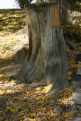 Image showing Trunk