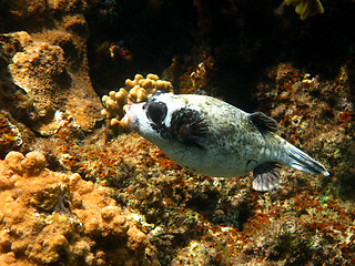 Image showing Masked puffer and coral reef